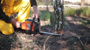 How Our Tree Care Process Works  in  Tierra Verde, FL